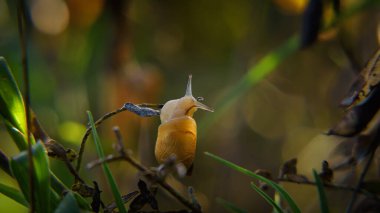 SNAIL - Small animal on meadow plants