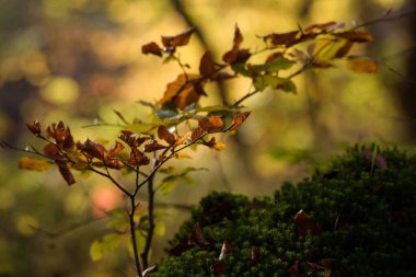 AUTUMN LITTLE TREE - A colorful season in the beech forest