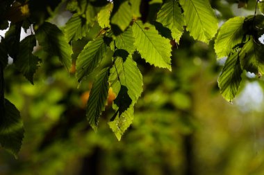 Park 'ta Yapraklar - Güneş Işığında Doğal Çevre