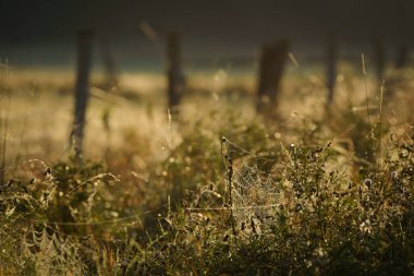 RURAL LANDSCAPE IN AUTUMN - Cobweb and old wooden fence in the pasture