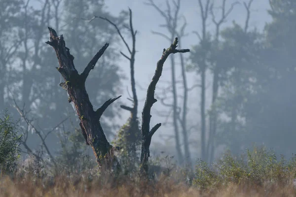 Dry Tree Fog Autumn Morning Wild Terrain River Valley — Stock Photo, Image