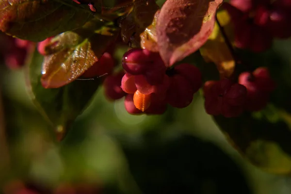 Common Spindle Colorful Autumn Poisonous Berries — Stock Photo, Image