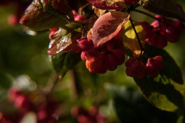 COMON SPINDLE - Zehirli böğürtlenlerde renkli sonbahar