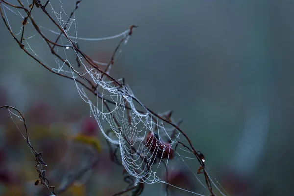 Cobweb Droppar Morgondagg Spindelnät — Stockfoto