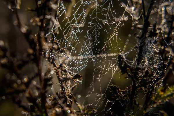 Cobweb Droppar Morgondagg Spindelnät — Stockfoto