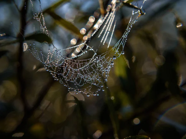 Cobweb Druppels Ochtenddauw Een Spinnenweb — Stockfoto