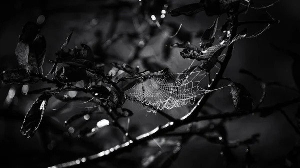 Cobweb Drops Morning Dew Spider Web — Stock Photo, Image