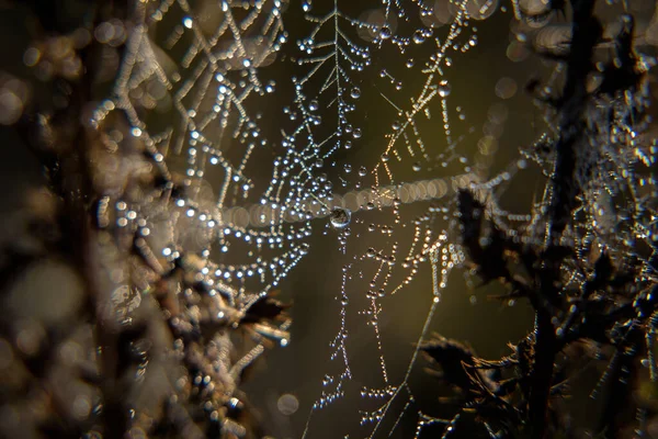 Cobweb Tropfen Morgentau Auf Einem Spinnennetz — Stockfoto