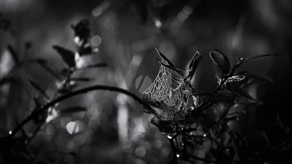 Cobweb Краплі Ранкової Роси Павутині — стокове фото