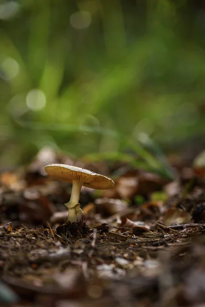 Mushrooms Autumn Forest Life Landscape — Stock Photo, Image