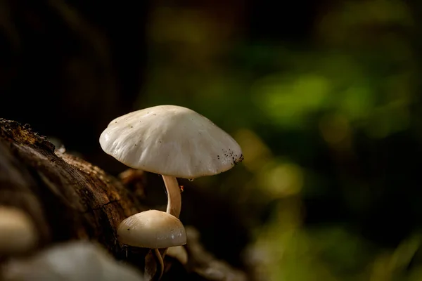 Mushrooms 秋天森林生命景观 免版税图库图片