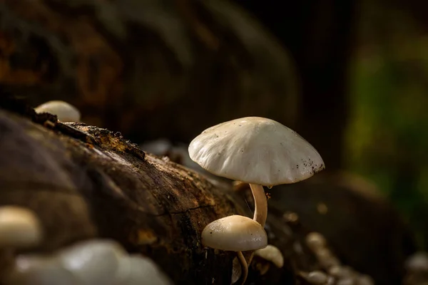 Mushrooms าไม ใบไม — ภาพถ่ายสต็อก