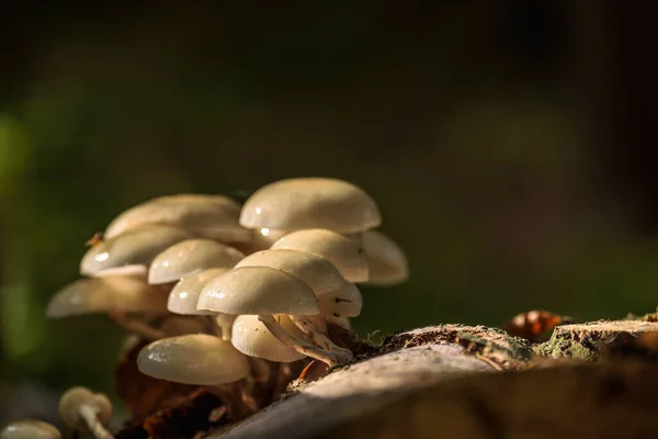 stock image MUSHROOMS - Autumn forest life landscape