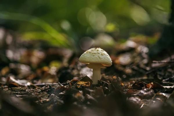 Mushrooms Paisagem Vida Florestal Outono — Fotografia de Stock