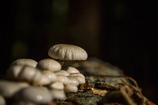 Mushrooms Paisagem Vida Florestal Outono — Fotografia de Stock