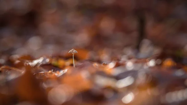 장수풍뎅이 가을의 — 스톡 사진