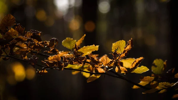 Autumn Folhas Coloridas Uma Floresta Faia — Fotografia de Stock