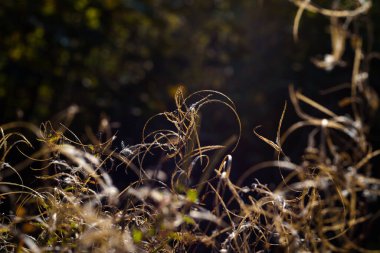 AUTUMN - Ormanda kurumuş bitkiler