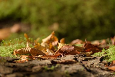 AUTUMN - Ormandaki ağaçların kuru yaprakları