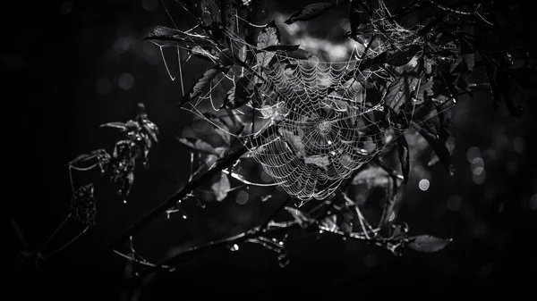 Cobweb Druppels Ochtenddauw Een Spinnenweb — Stockfoto