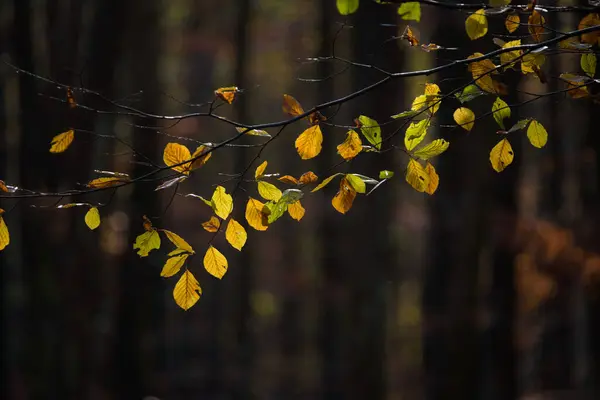 Autumn Folhas Coloridas Uma Floresta Faia — Fotografia de Stock