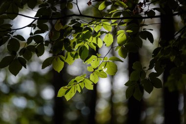 DÜNYANLAR KUŞAĞI - Gölgede yeşil yapraklar