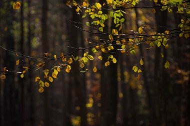 AUTUMN - Kayın ormanının renkli yaprakları