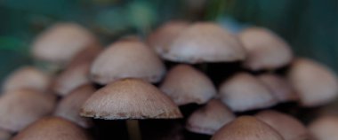 MÜZİK - Sonbahar Ormanı Yaşam Alanı