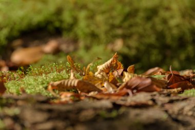 AUTUMN - Ormandaki ağaçların kuru yaprakları