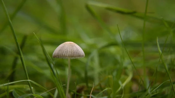 Mushrooms Autumn Meadow Life Landscape — Stock Photo, Image