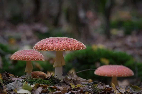 Toadstool Colorful Mushroom Autumn Forest — Stock Photo, Image