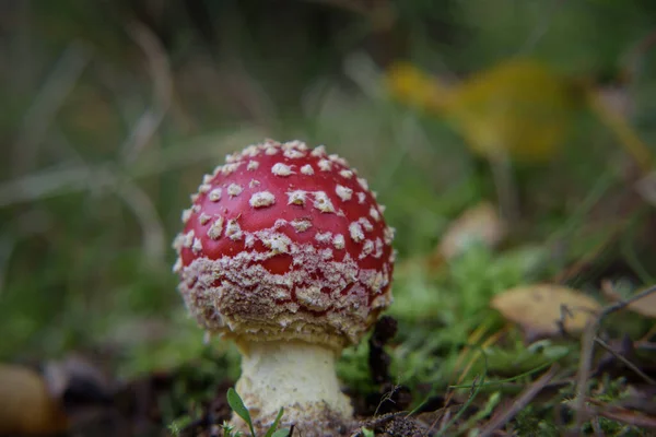 Toadstool Colorful Mushroom Autumn Forest — Stock Photo, Image