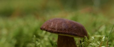 EDIBLE MÜZİK - Ormandaki bir meyvenin güzelliği