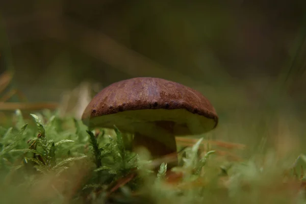 Edible Mushroom Beautiful Fruit Forest Glade — Stock Photo, Image