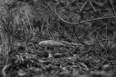 TOADSTOL - Sonbahar ormanlarında renkler ve zehirli mantarlar