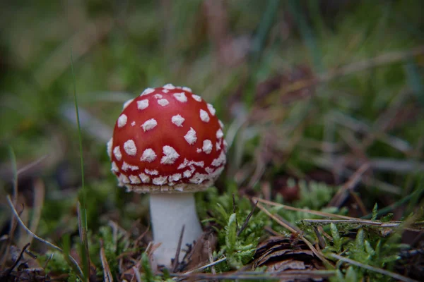 Toadstool Colors Poisonous Mushroom Autumn Forest — Stock Photo, Image