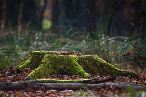 Forest Стовбур Зрізаного Листяного Дерева — стокове фото