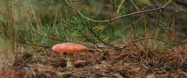 Toadstool Farver Giftige Svampe Efterårsskoven - Stock-foto