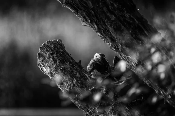 Mandarin Duck Wildvogel Ruht Auf Einem Baum — Stockfoto