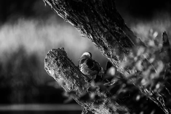 Mandarin Duck Wild Bird Resting Tree — Stock Photo, Image