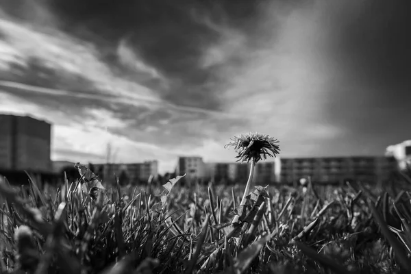 도시의 잔디밭에서 꽃피는 크로커스 — 스톡 사진