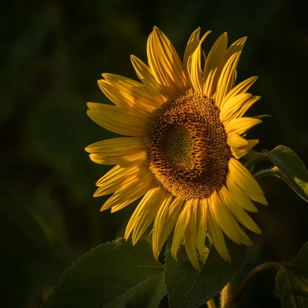 Ведомости Цветущие Растения Фоне Солнечных Дождей — стоковое фото