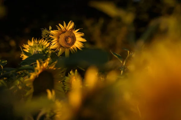 Sunflowers Belas Plantas Florescendo Contra Fundo Dos Raios Sol — Fotografia de Stock