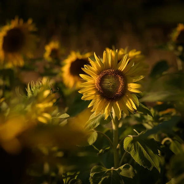Ведомости Цветущие Растения Фоне Солнечных Дождей — стоковое фото