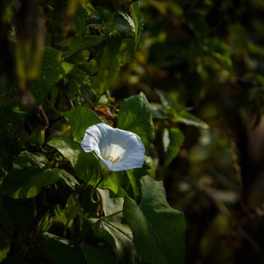 FiELD BINDWeED - Güneşin altında açan yabani bitkiler