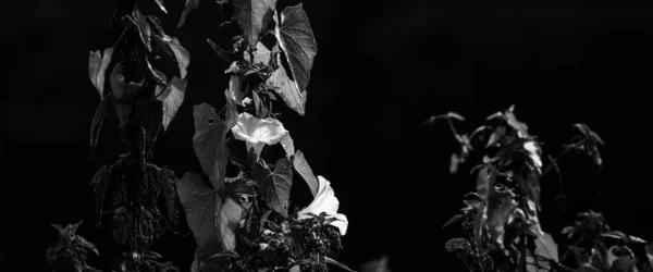 野外粘合剂 在阳光下开花的野生植物 — 图库照片