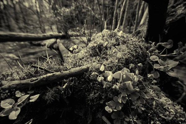 Frühling Ein Bach Fließt Durch Einen Wilden Wald Und Blühende — Stockfoto