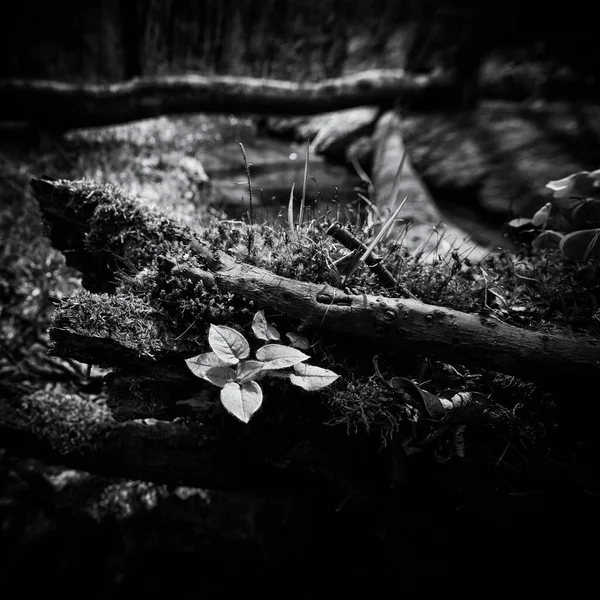 Wcześniej Spring Strumień Płynący Przez Dziki Las Kwitnącą Przyrodę — Zdjęcie stockowe