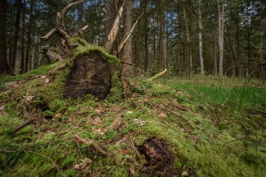 FOREST - Kozalaklı ormandaki bir ağacın kökü ve gövdesi