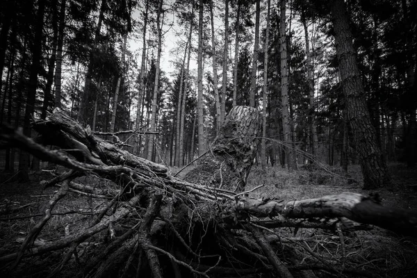 Forest Корінь Стовбур Дерева Хвойному Лісі — стокове фото